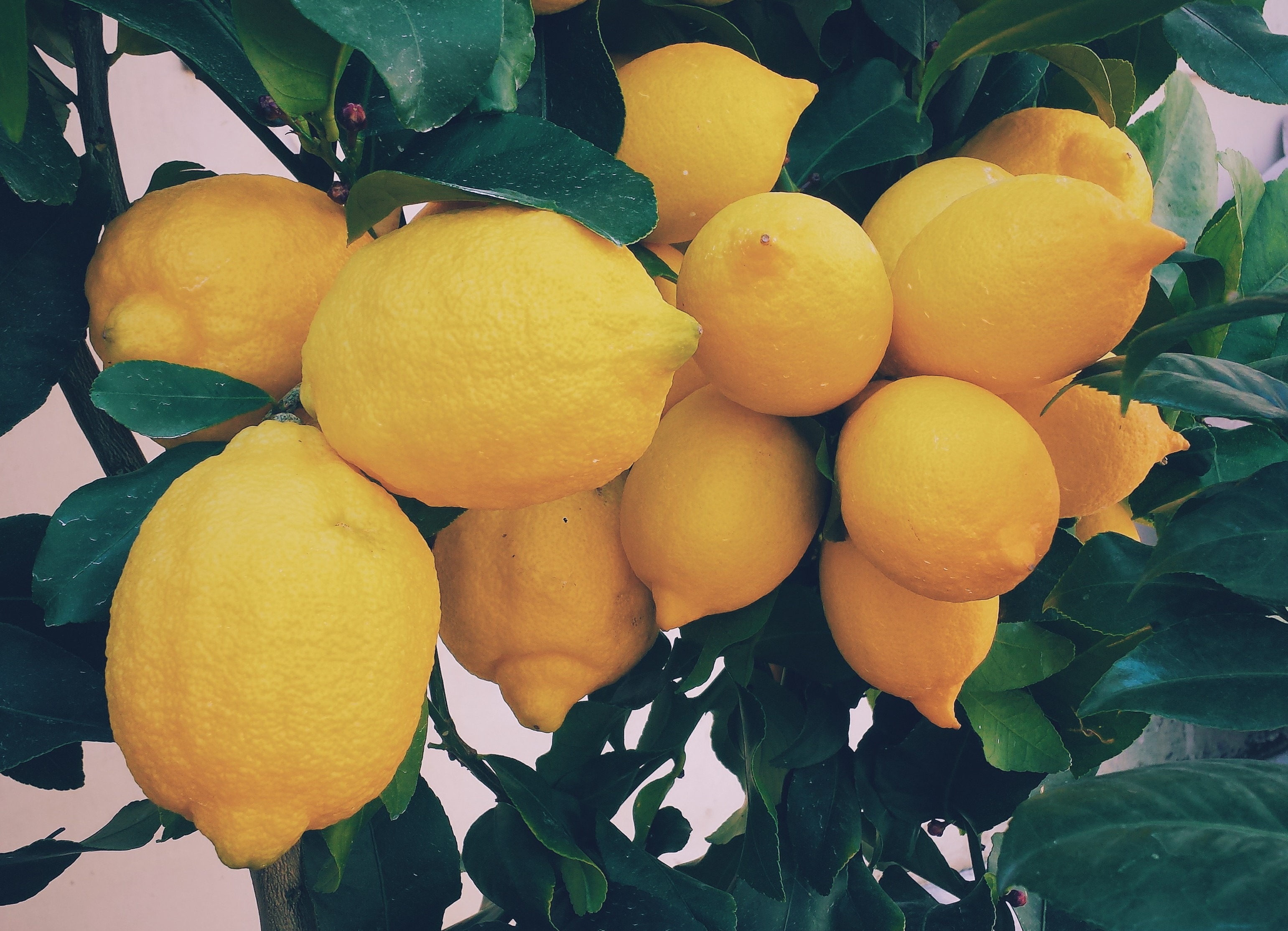 Limón, tan ácido como sanador